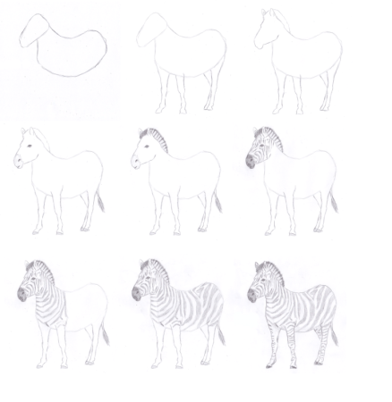 Поэтапное рисование зебры