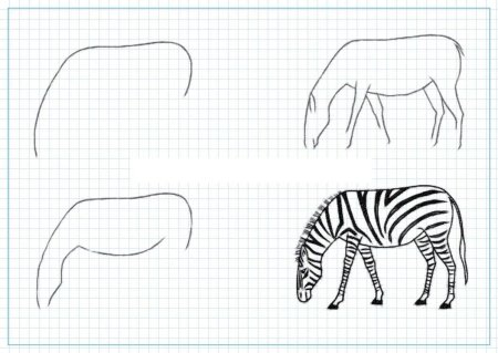 Поэтапное рисование зебры для дошкольников