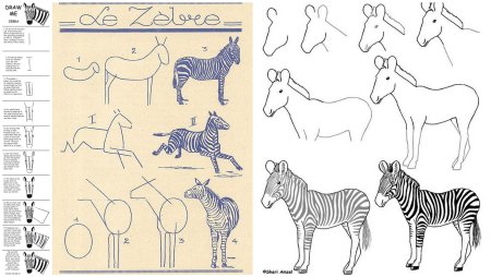 Пошагово нарисовать зебру