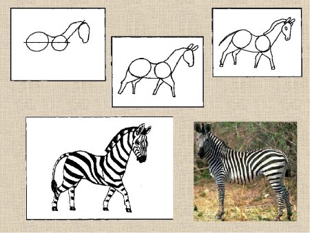 Поэтапное рисование зебры для дошкольников