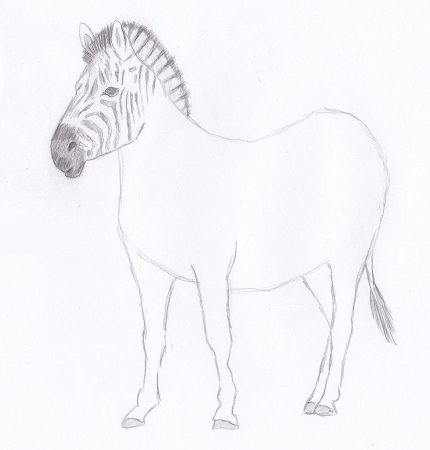 Зебра рисунок поэтапно