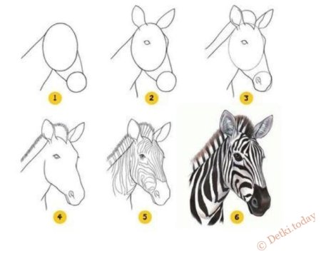 Поэтапное рисование зебры для дошкольников