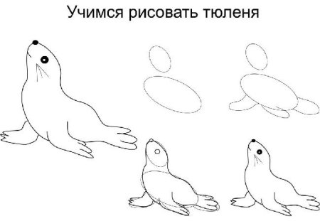 Тюлень рисунок для детей поэтапно