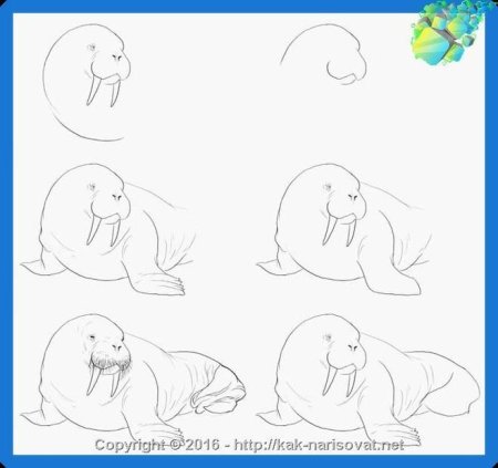 Как нарисовать моржа