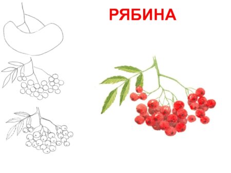 Ветка рябины поэтапное рисование