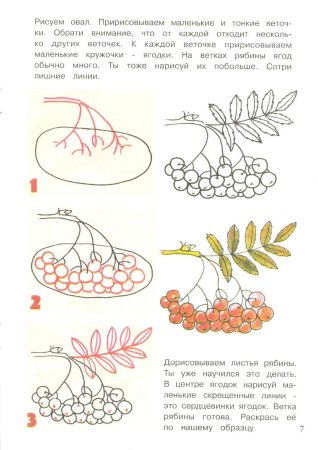 Рябина карандашом дерево
