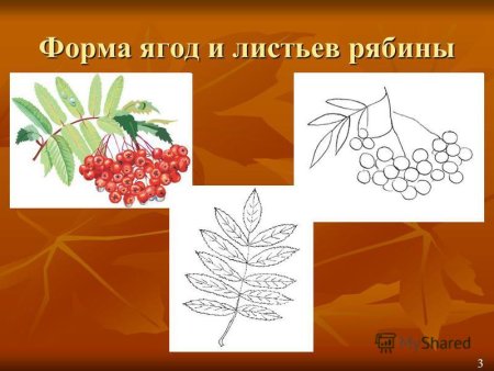 Ветка рябины рисование