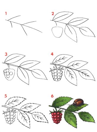 Кисть рябины раскраска