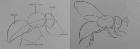 Рисуем пчелу поэтапно
