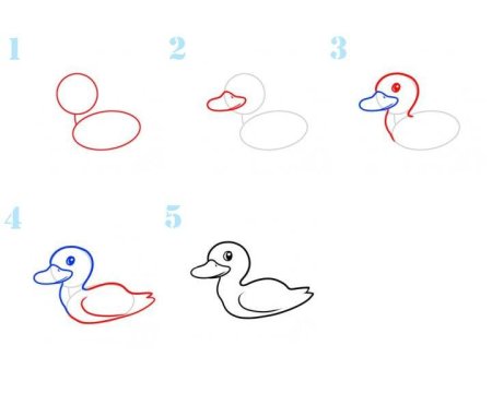 Серая шейка этапы рисования