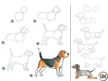 Белка этапы рисования