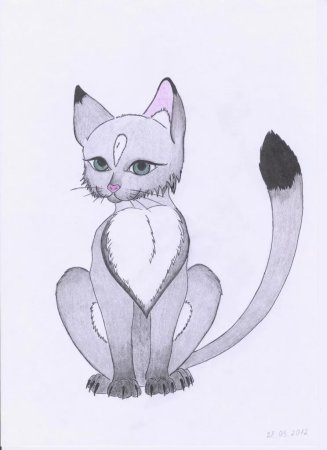 Рисунки для срисовки коты