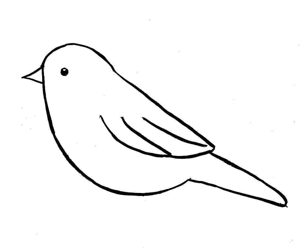 Птички для срисовки карандашом лёгкие
