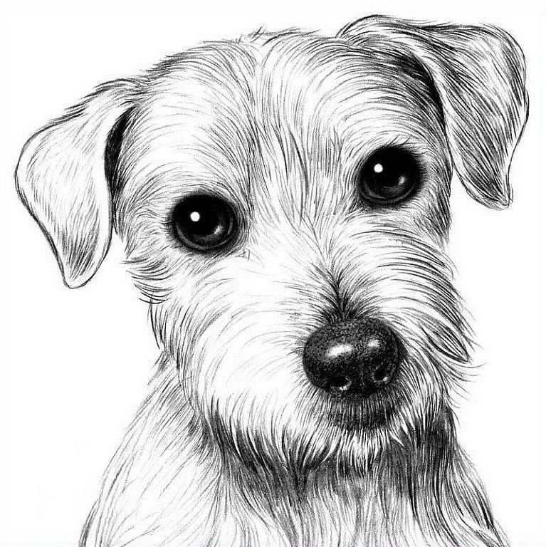 Рисунки собак легкие и милые - 81 фото