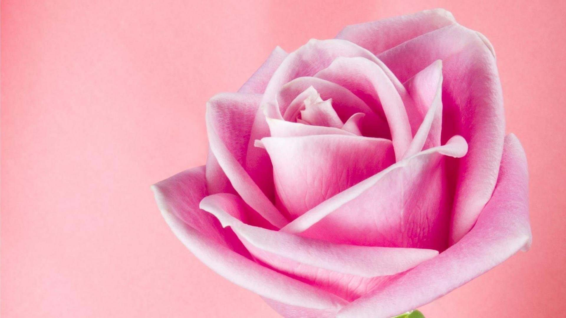 Поздравление с днем юбилеем тете. Цветы для тети. С днём рождения тётя. Открытки с днём рождения тёте. Розовые розы картинки.
