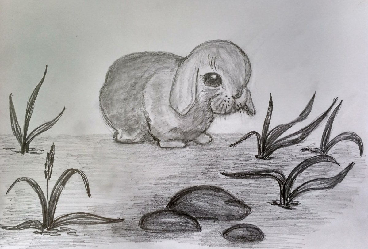 Рисунки животных в природе для срисовки