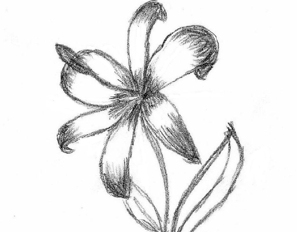 Изображение цветов 6 класс. Нарисовать неизвестный цветок Платонов. Платонов а. "неизвестный цветок". Неизвестный цветок Платонов рисунок. Иллюстрация к неизвестный цветок Платонов 6 класс.