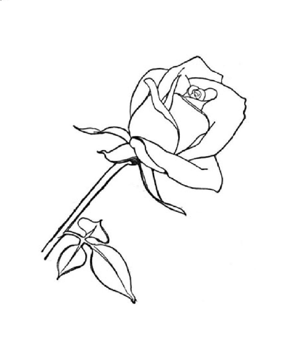 Рисунки для срисовки роза легко