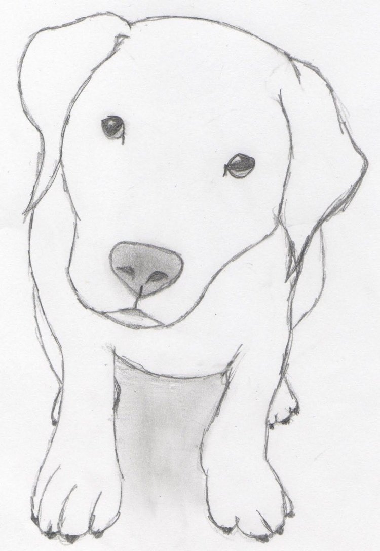 Собака рисунок карандашом легкий