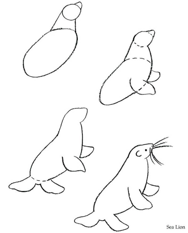 Морские котики рисунок для срисовки