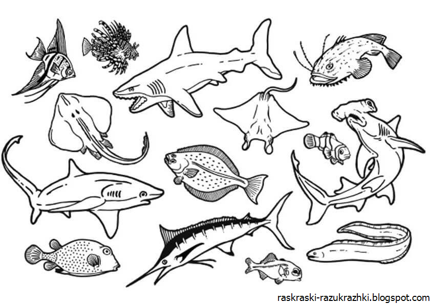 Рыбы обитатели среды. Раскраска обитатели морей и океанов. Морские рыбы раскраска. Раскраска "морские жители". Морские обитатели раскраска для детей.