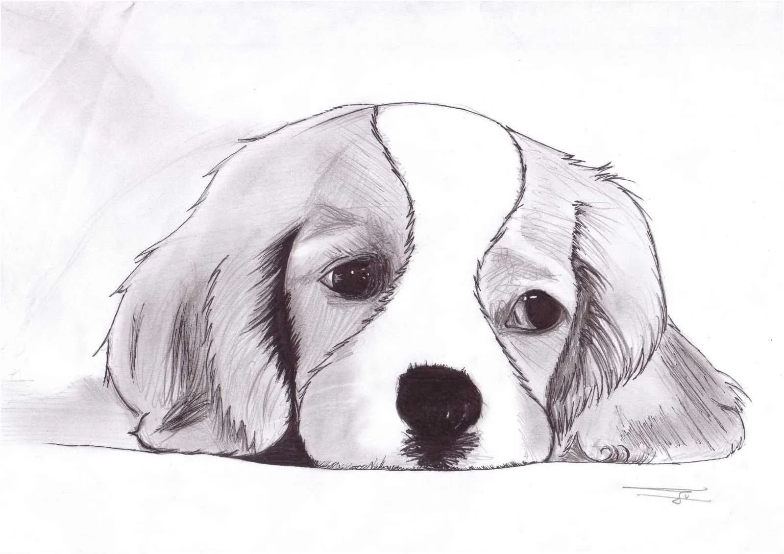 Рисунок собаки карандашом для срисовки