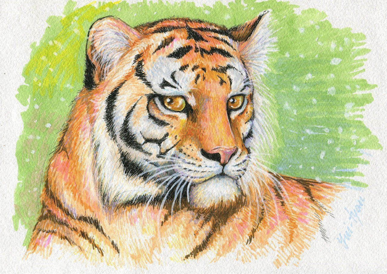 Рисунок тигра маркерами
