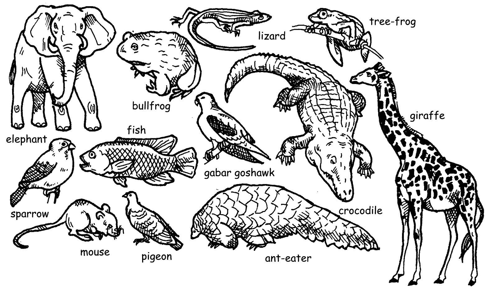 Тест позвоночные животные 8 класс биология