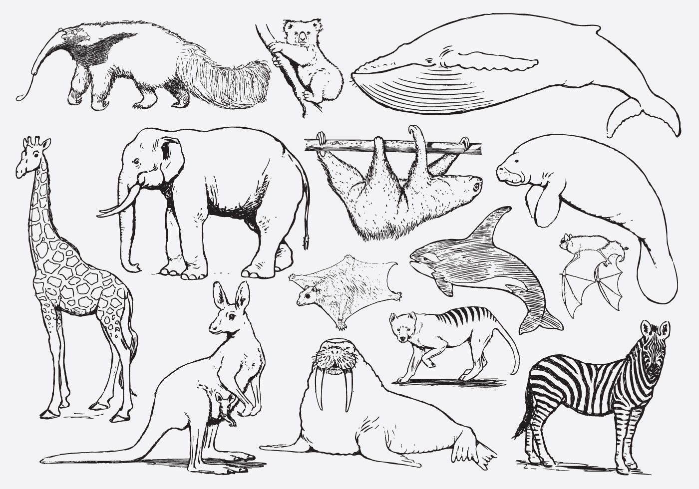 Рисунок млекопитающих животных