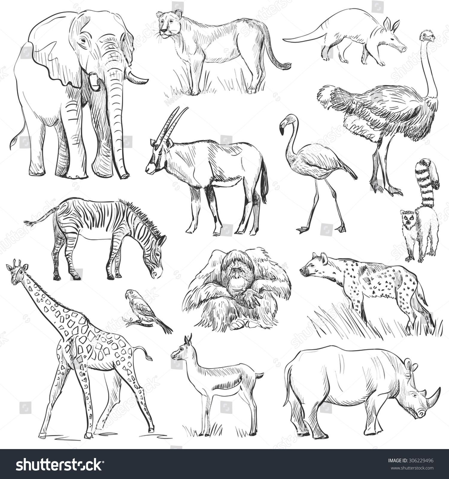 Рисунок млекопитающих животных