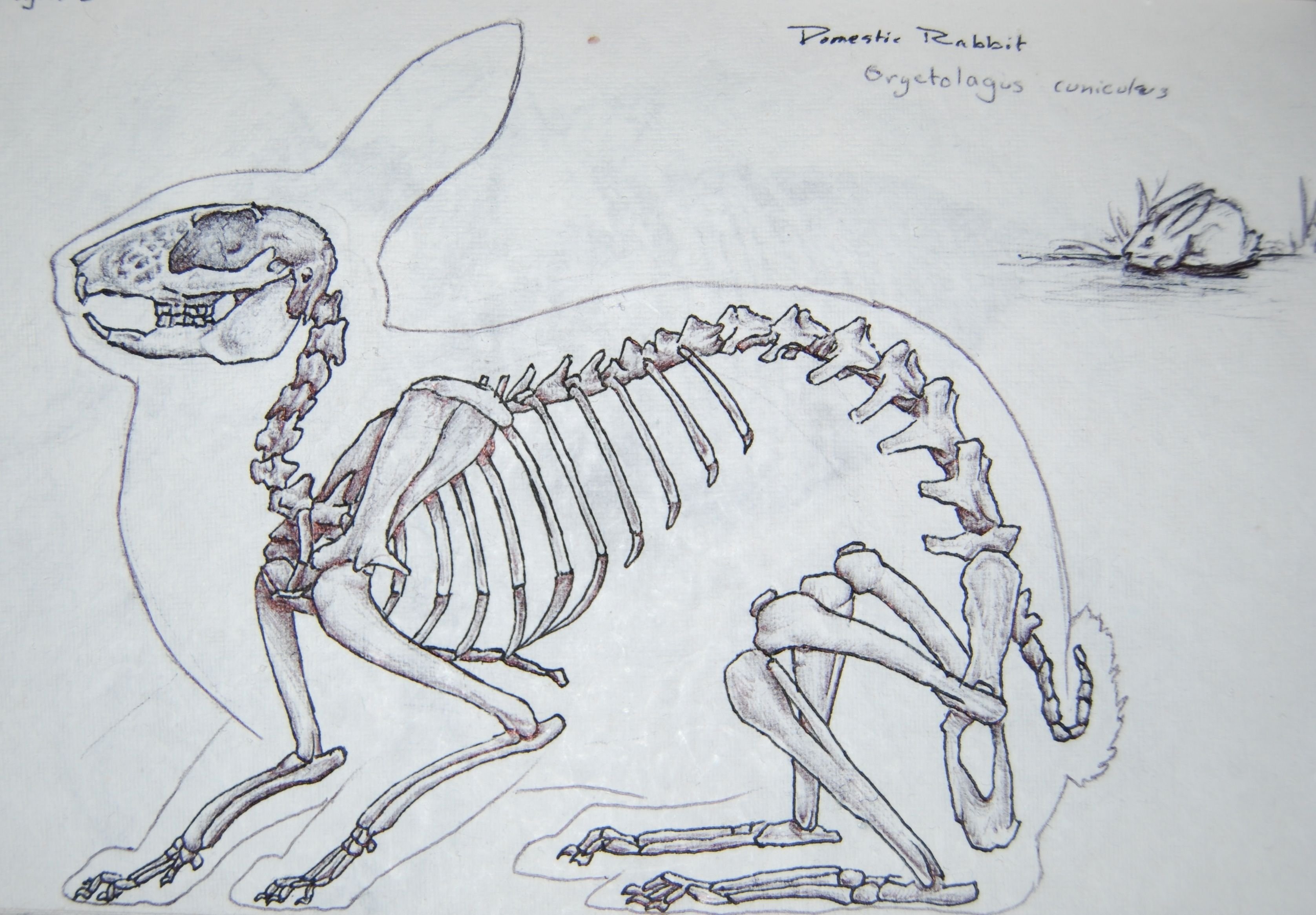 Скелет кролика спереди