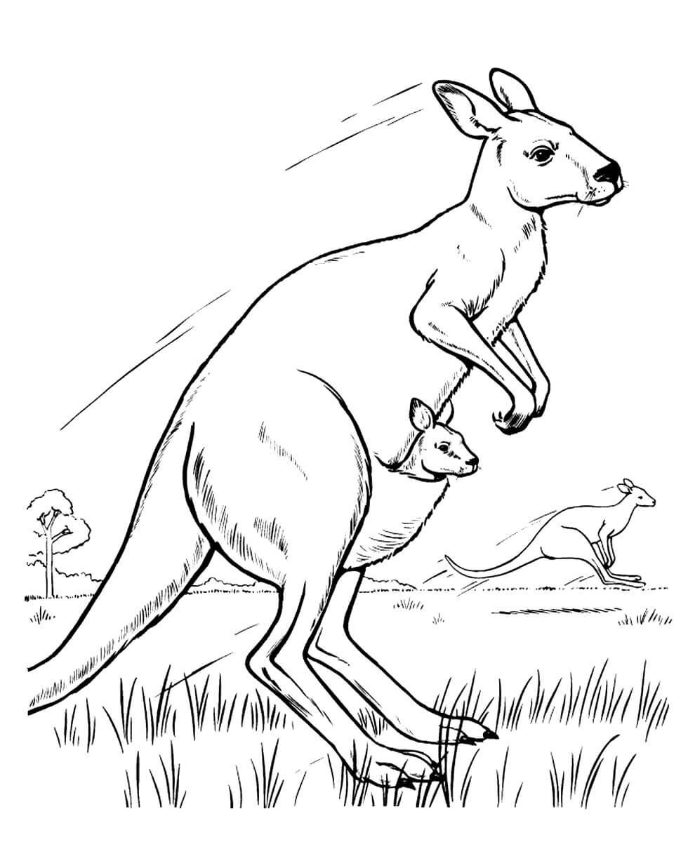 Рисунки австралийских животных