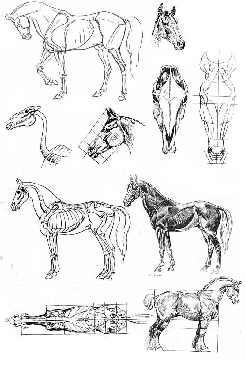 Анатомия животных картинки