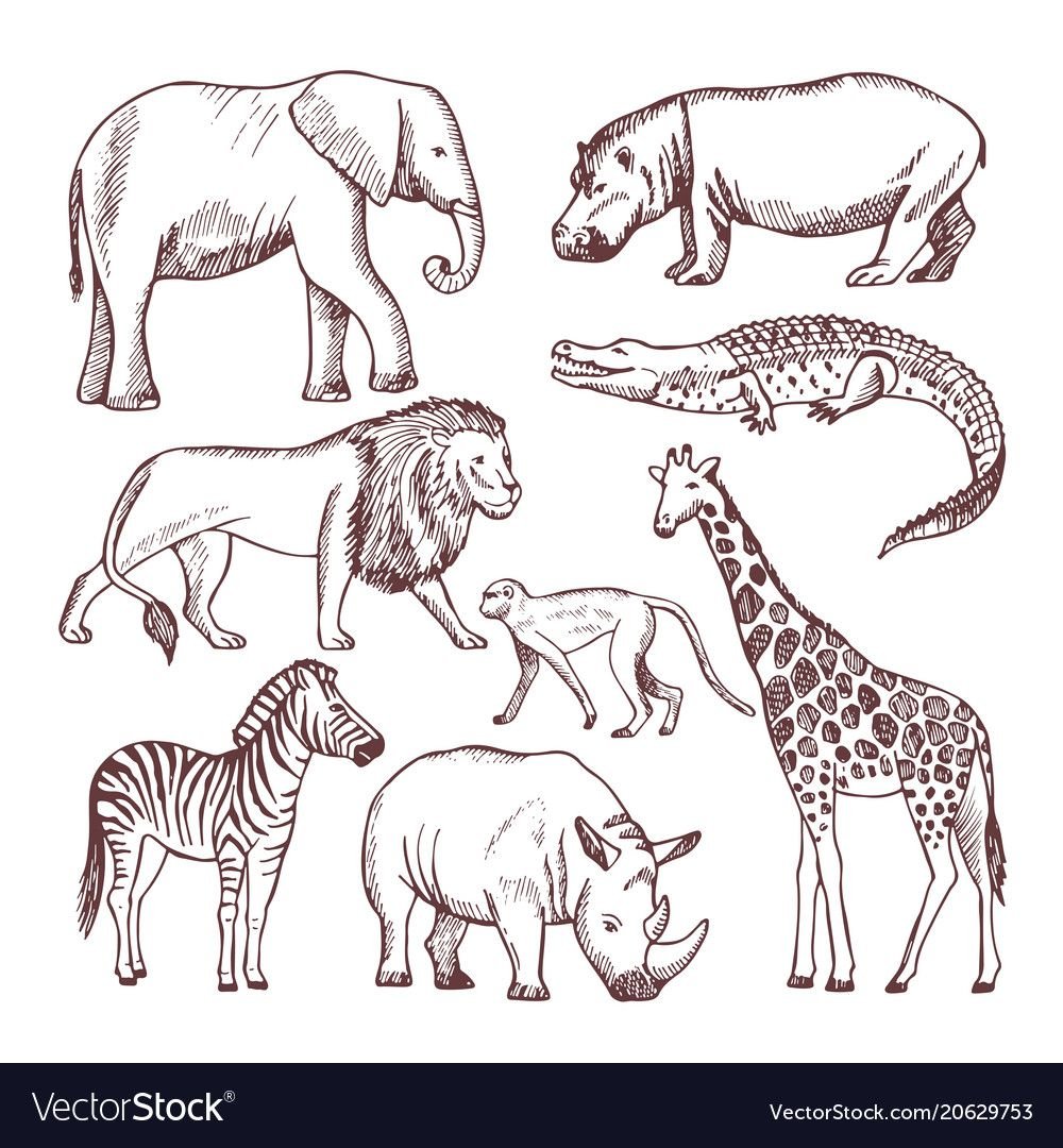 Зарисовки африканского животного