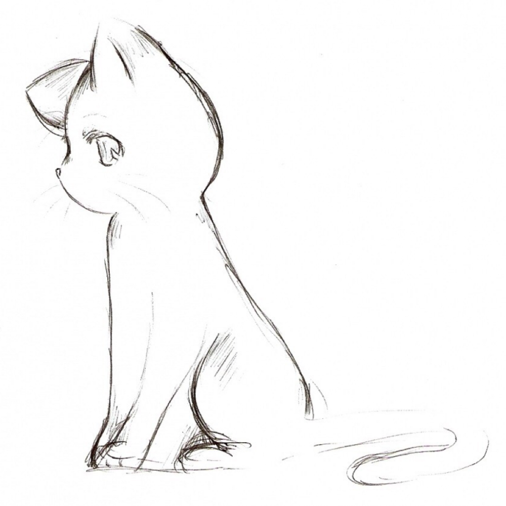 Рисунки для срисовки легкие и красивые котики. Рисунки для срисовки животные легкие. Кошка карандашом для срисовки. Котик для срисовки карандашом легкие. Кот рисунок карандашом для срисовки легкие.