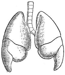Легкие животных анатомия