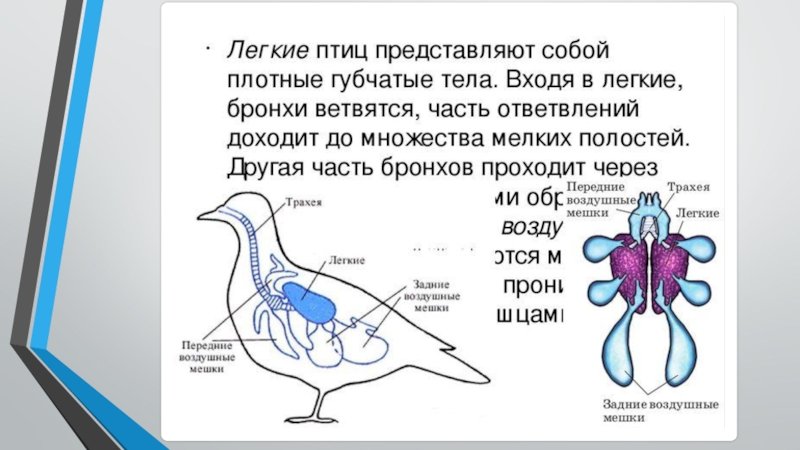 Ячеистые легкие характерны для. Дыхат система птиц. Схема дыхательной системы птицы биология 7 класс. Дыхательное строение птиц. Строение дыхательной системы птиц.