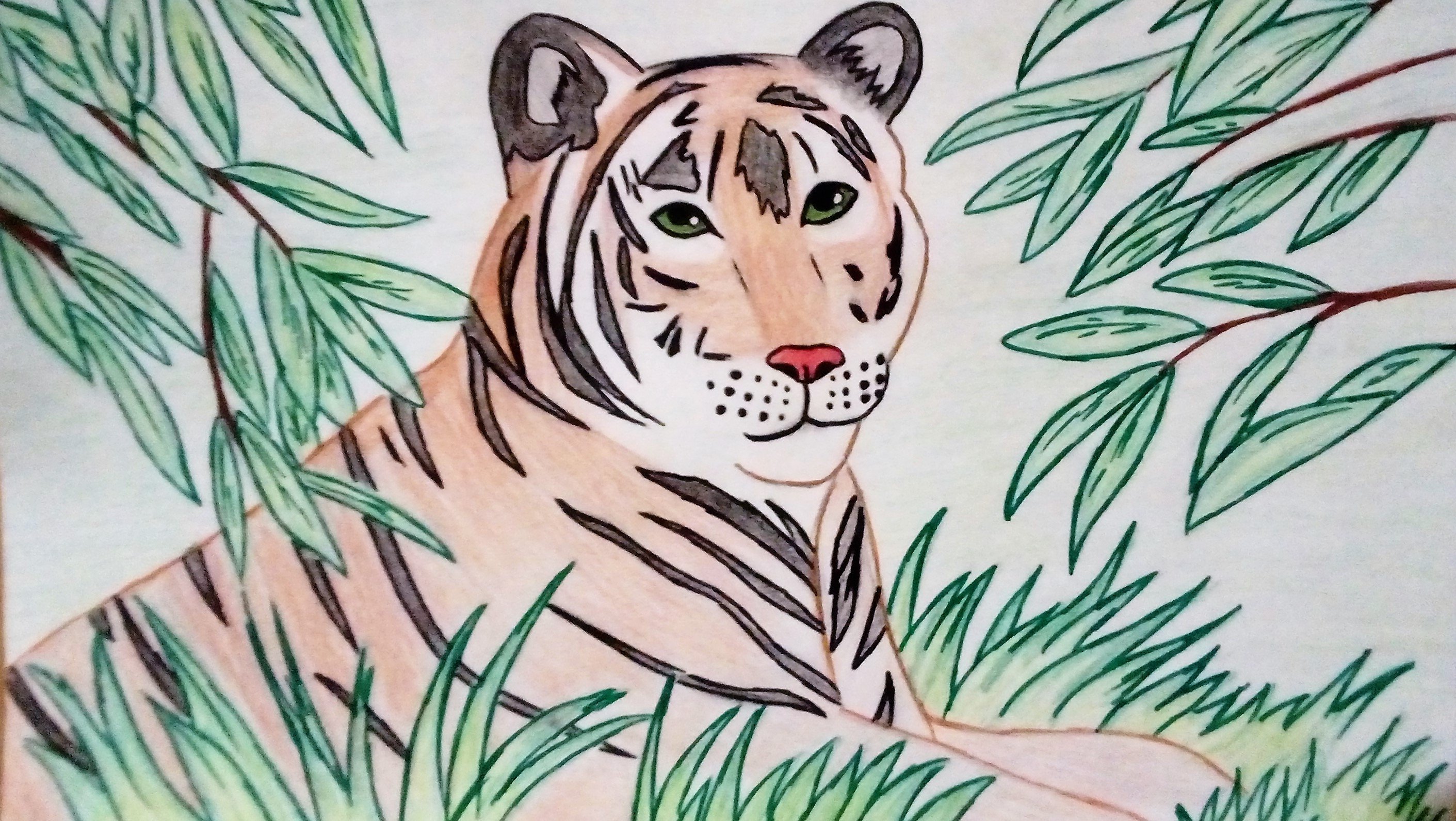 Рисунки Амурского тигра для срисовки