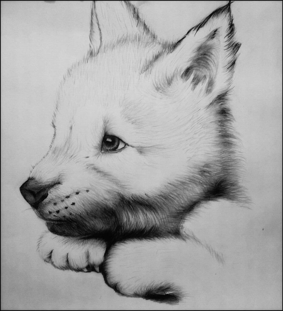 Фото для срисовки карандашом животные