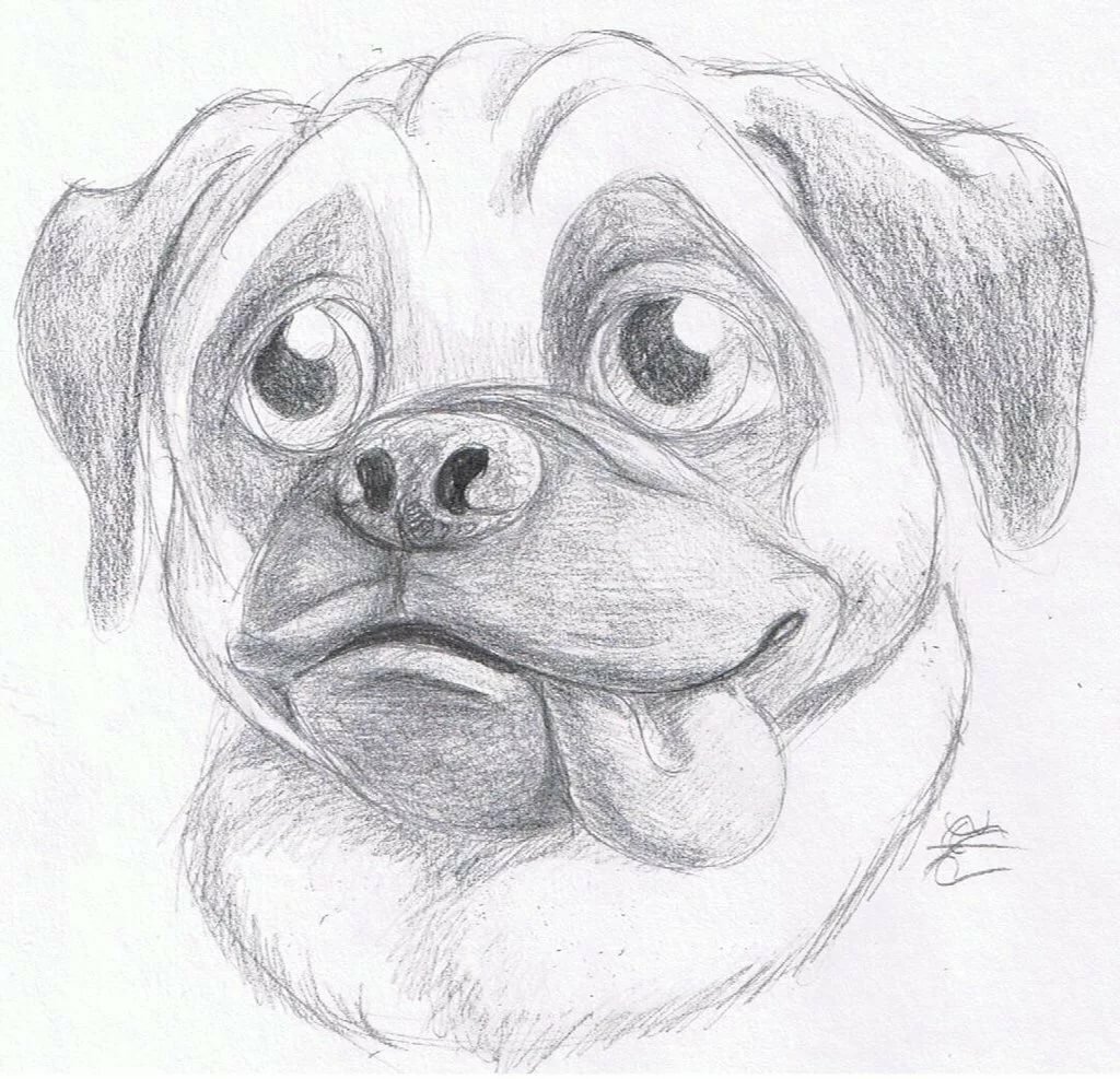 Картинки чтоб срисовывать. Красивые рисунки карандашом. Рисунок собаки для срисовки. Рисунок щенка для срисовки. Красивые рисунки карандашом для срисовки.