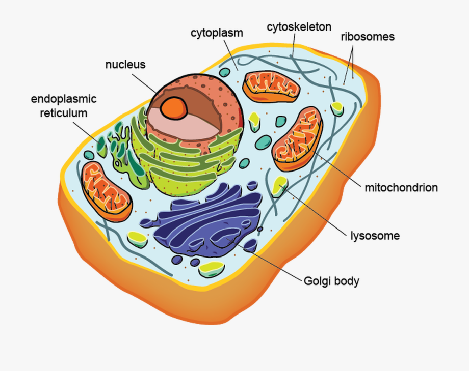 Появление живой клетки. Клетка эукариот. Клетка эукариотная клетка. Строение эукариот. Эукариотическая клетка животного.