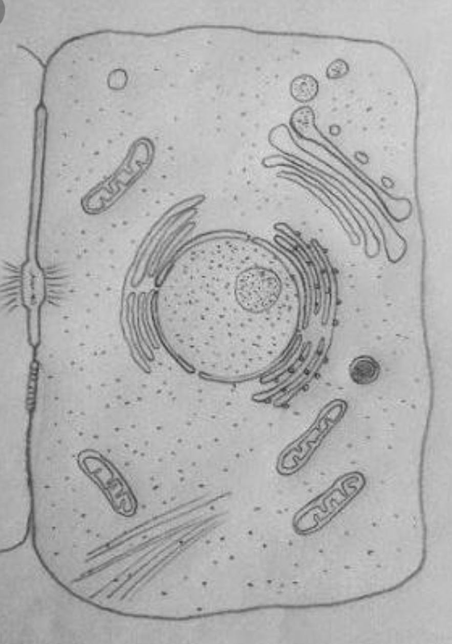 Зарисовка клетки животного