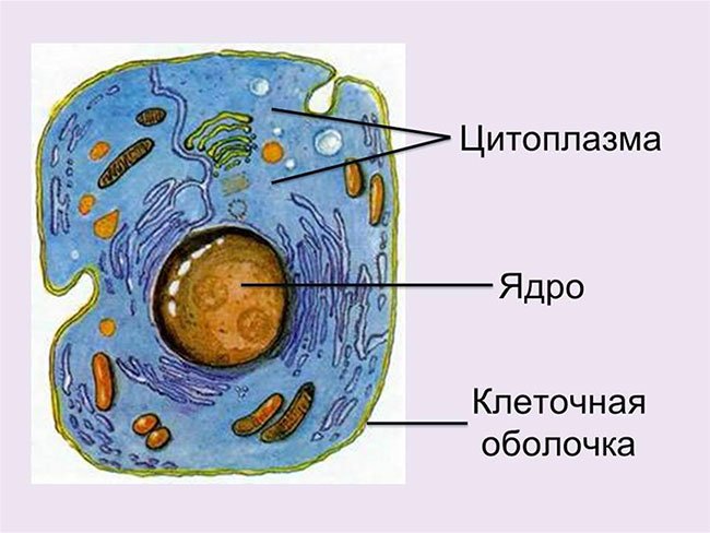 Живая клетка покрыта. Ядро цитоплазма клеточная мембрана. Строение цитоплазмы клетки. Строение клетки ядро цитоплазма. Строение клетки: оболочка клетки, цитоплазма, клеточное ядро..