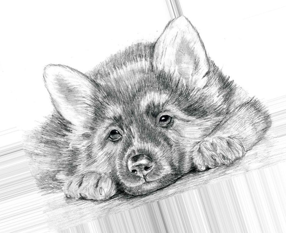 Рисунок это. Животные карандашом. Животный рисунок карандашом. Рисунки для срисовки животные. Красивые рисунки карандашом.