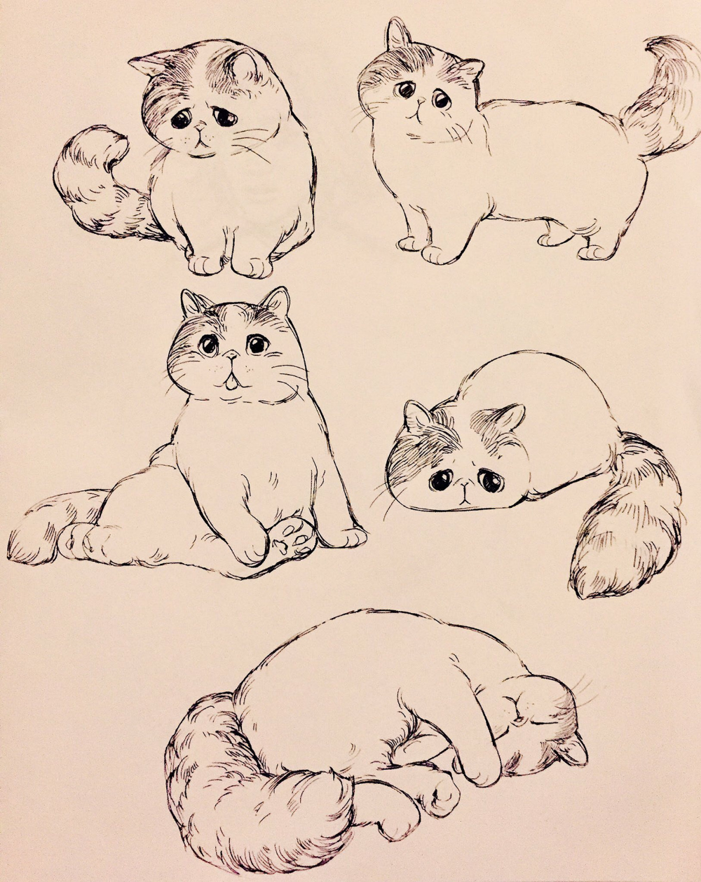 Рисунки для срисовки легкие и красивые котики. Скетчи котов. Котенок скетч. Коты для срисовки. Котики для срисовки карандашом.