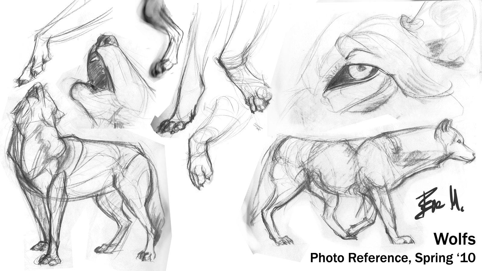 Анатомия волка для рисования