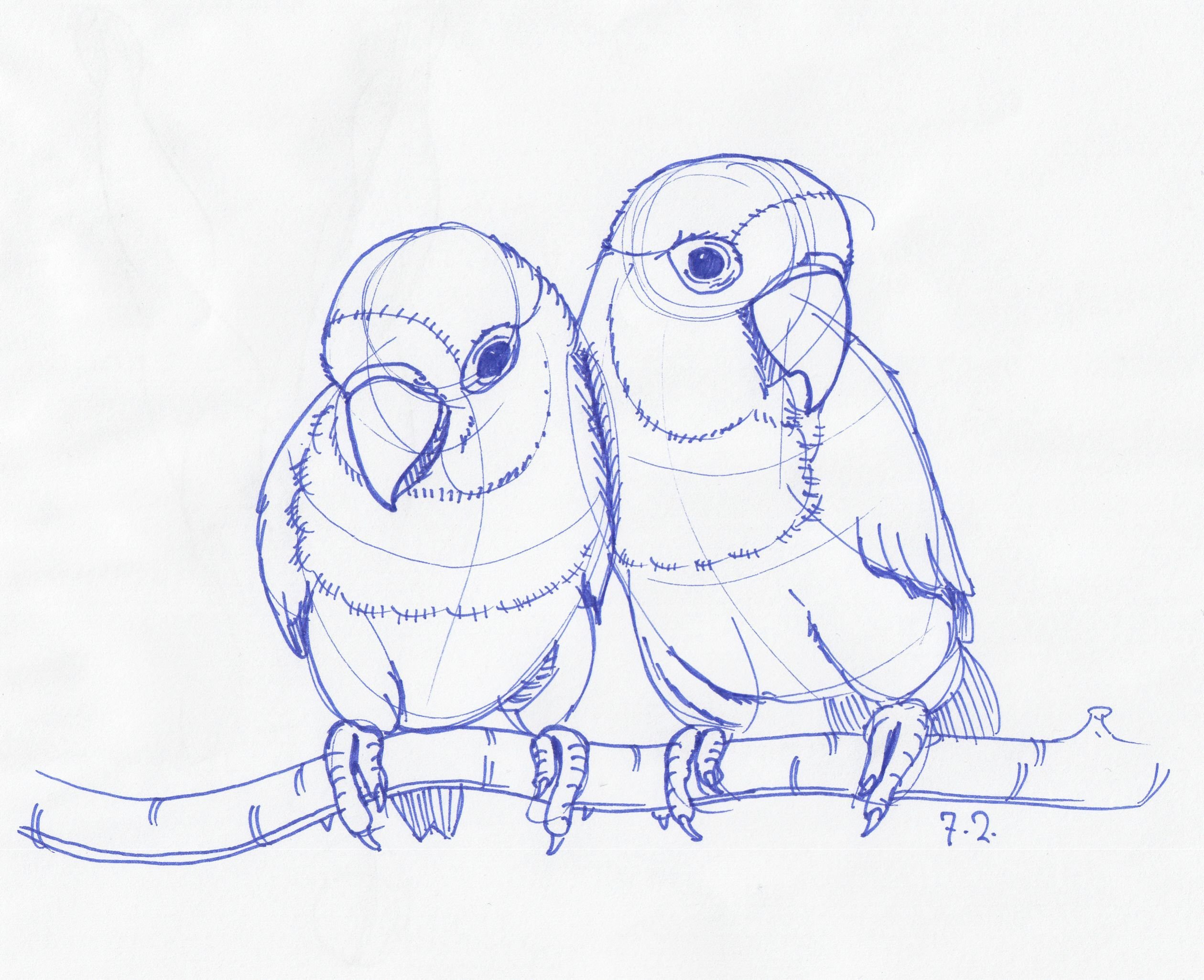 Нарисовать попугайчиков неразлучников