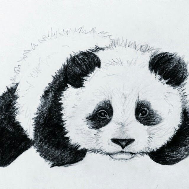 Панда фото рисунок легкий