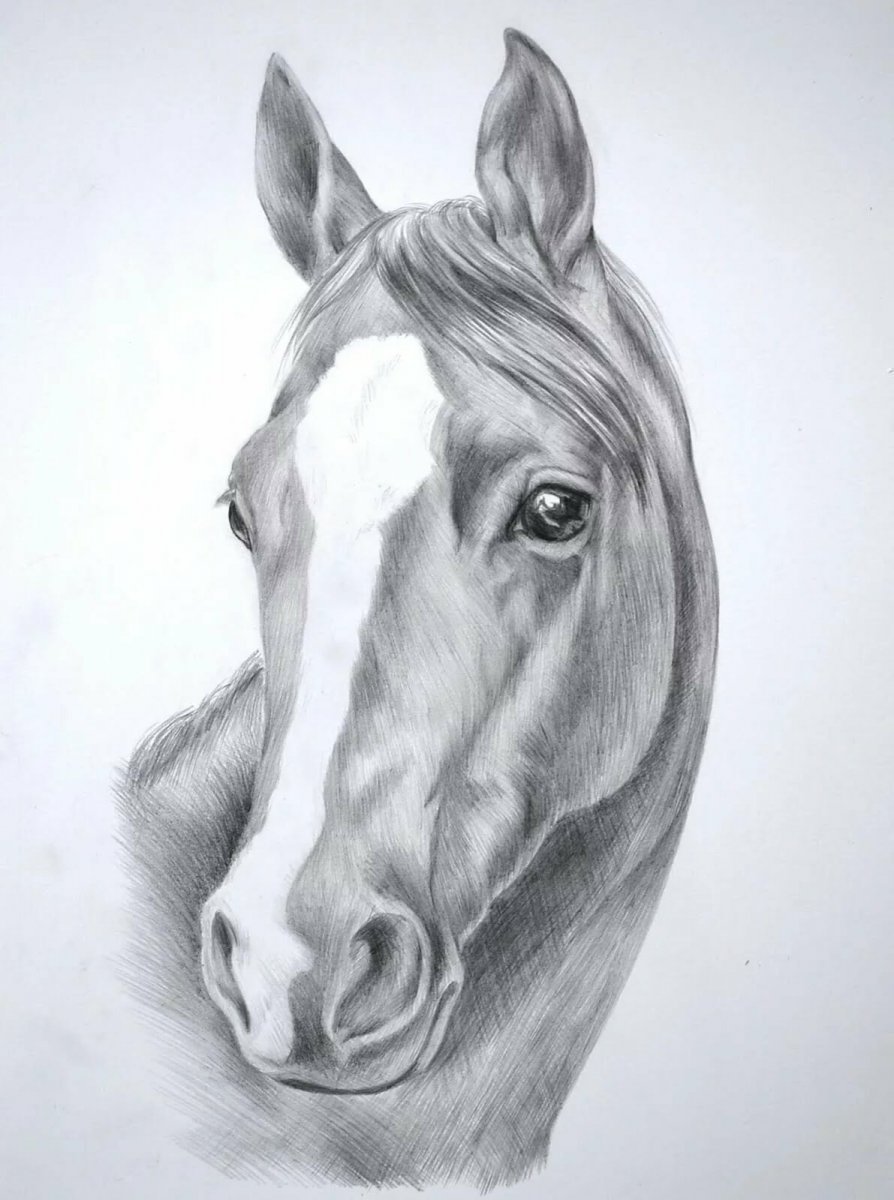 Нарисовать лошадь карандашом