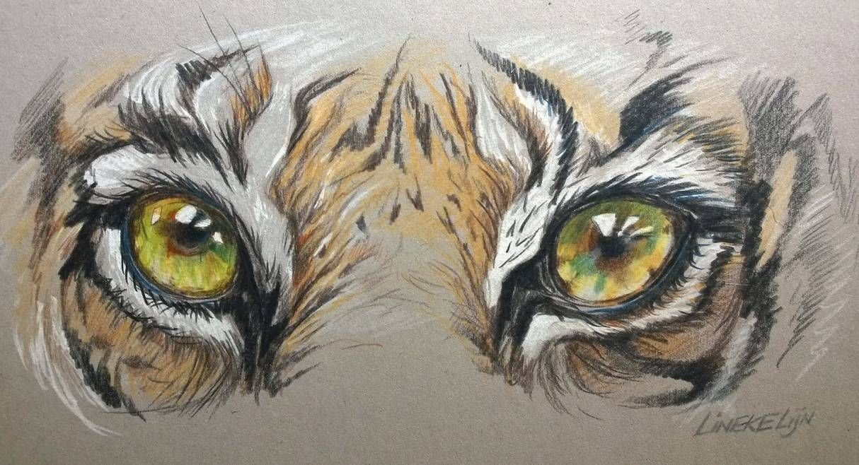 Глаз тигра карандашом